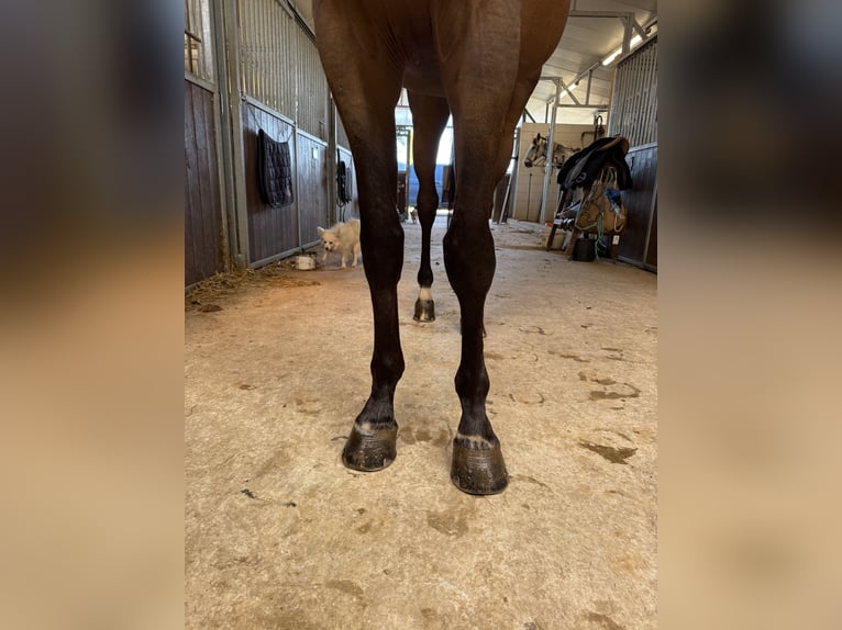 Selle Francais Wallach 6 Jahre 166 cm Brauner in GROTE-BROGEL
