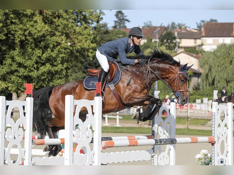 Selle Francais Wallach 6 Jahre 166 cm Brauner in Paray le Monial