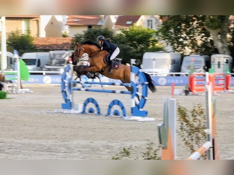 Selle Francais Wallach 6 Jahre 167 cm Brauner in Saint-Just-en-Chevalet