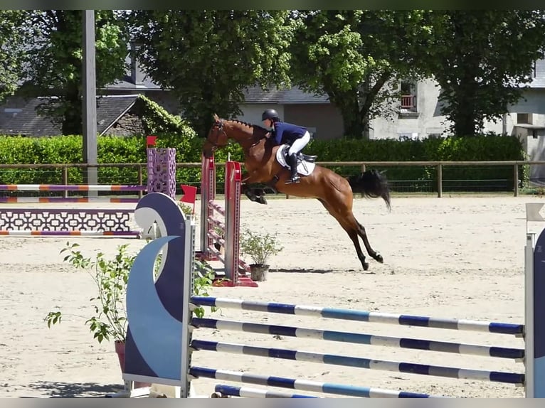 Selle Francais Wallach 6 Jahre 167 cm Brauner in Saint-Just-en-Chevalet