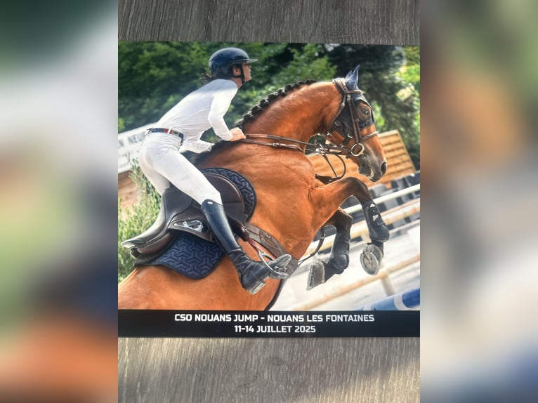 Selle Francais Wallach 6 Jahre 168 cm Brauner in Dourdan