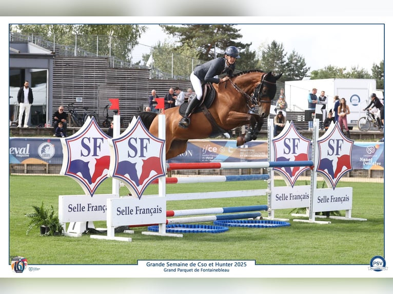 Selle Francais Wallach 6 Jahre 168 cm Brauner in Dourdan