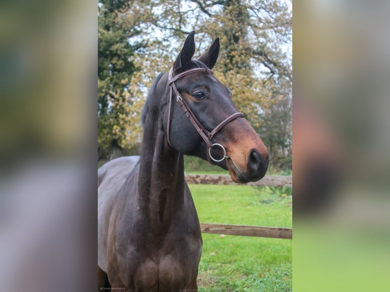 Selle Francais Wallach 6 Jahre 168 cm Brauner in Saint-Georges-de-Reintembault