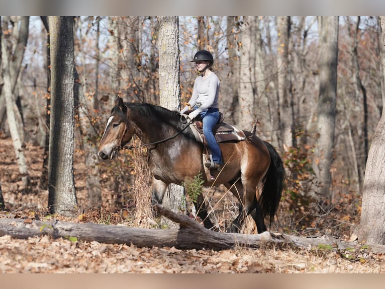 Selle Francais Mix Wallach 6 Jahre 168 cm Buckskin in Clover