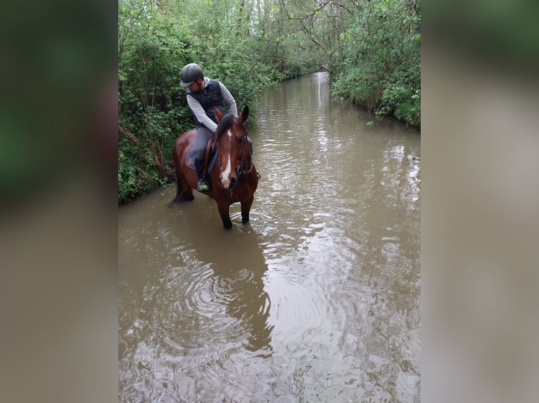 Selle Francais Wallach 6 Jahre 168 cm Dunkelbrauner in TARBES