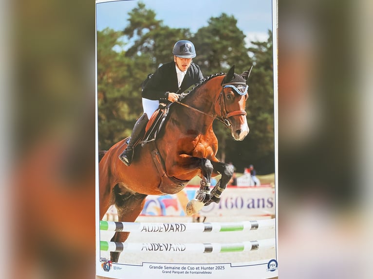 Selle Francais Wallach 6 Jahre 168 cm Dunkelbrauner in TARBES