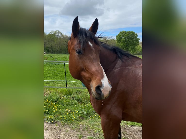 Selle Francais Wallach 6 Jahre 168 cm Dunkelbrauner in TARBES