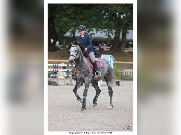 Selle Francais Wallach 6 Jahre 168 cm Schimmel in Morlaix