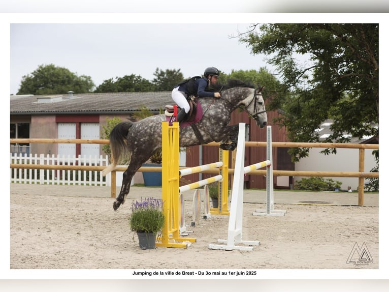 Selle Francais Wallach 6 Jahre 168 cm Schimmel in Morlaix