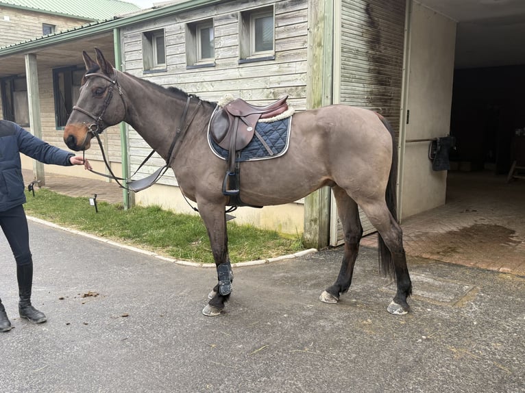 Selle Francais Wallach 6 Jahre 168 cm Schwarzbrauner in Echichens