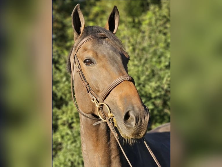 Selle Francais Wallach 6 Jahre 169 cm Dunkelbrauner in Interlaken