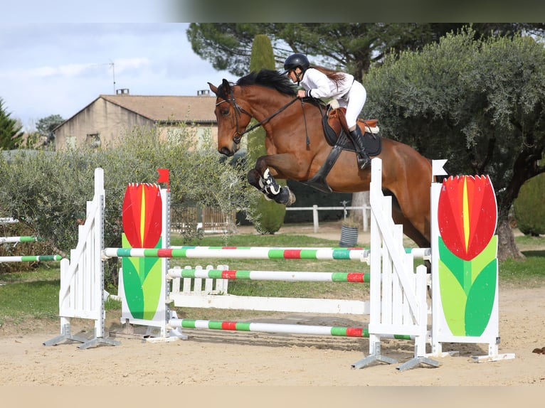 Selle Francais Wallach 6 Jahre 170 cm Brauner in Saint-Geniès-de-Malgoirès