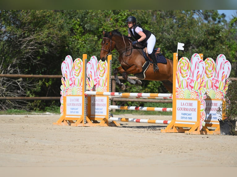 Selle Francais Wallach 6 Jahre 172 cm Brauner in Saint-Thibéry
