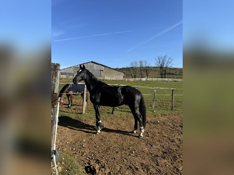 Selle Francais Wallach 6 Jahre 172 cm Rappe in Besan&#xE7;on