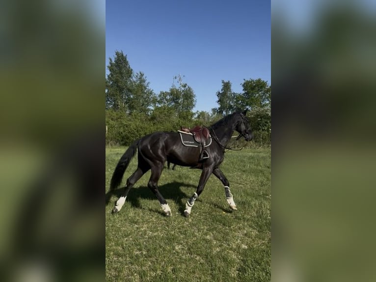Selle Francais Wallach 6 Jahre 172 cm Rappe in Besan&#xE7;on