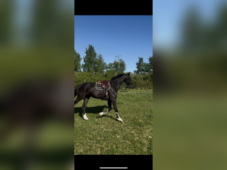 Selle Francais Wallach 6 Jahre 172 cm Rappe in Égleny
