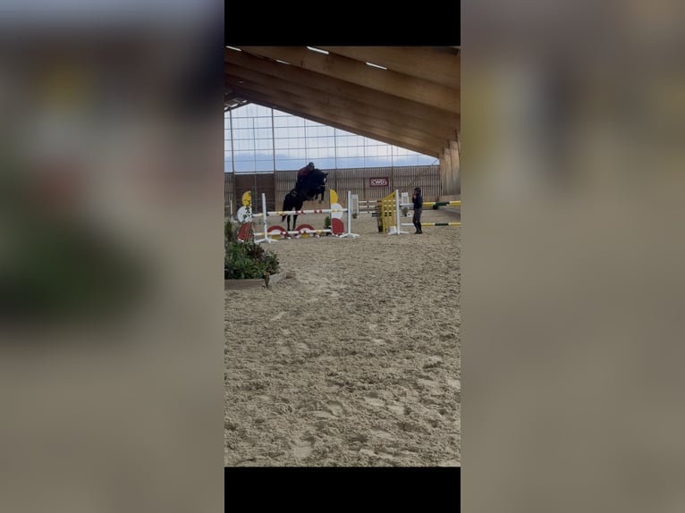 Selle Francais Wallach 6 Jahre 172 cm Rappe in Égleny