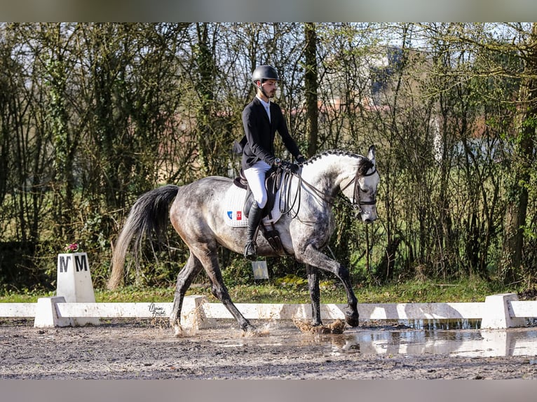 Selle Francais Wallach 6 Jahre 172 cm Schimmel in Paris