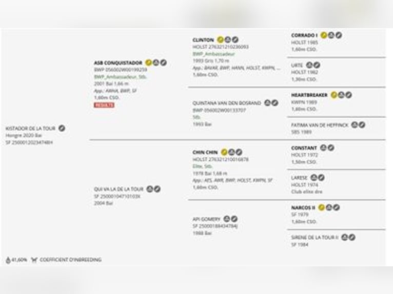 Selle Francais Wallach 6 Jahre 173 cm Brauner in Saumur