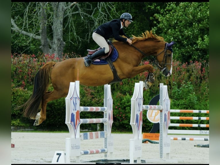 Selle Francais Wallach 6 Jahre 175 cm Rotfuchs in Saint-L&#xF4;