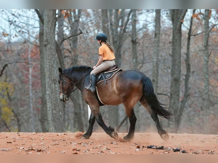 Selle Francais Mix Wallach 6 Jahre Buckskin in Clover