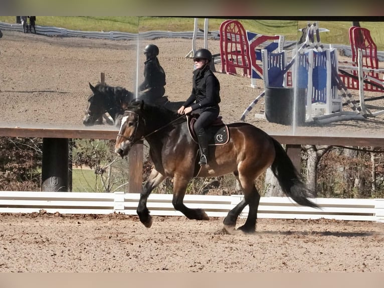 Selle Francais Mix Wallach 6 Jahre Buckskin in Clover