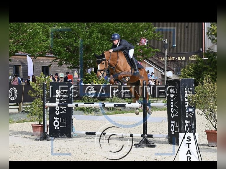 Selle Francais Wallach 7 Jahre 163 cm Fuchs in Saint Viaud