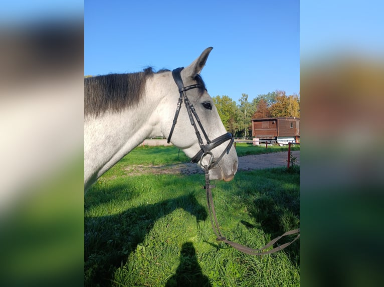 Selle Francais Wallach 7 Jahre 165 cm Apfelschimmel in Bad Sch&#xF6;nborn