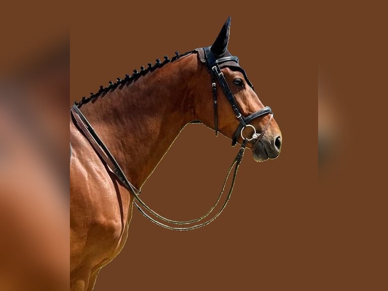 Selle Francais Wallach 7 Jahre 166 cm Brauner in cognac