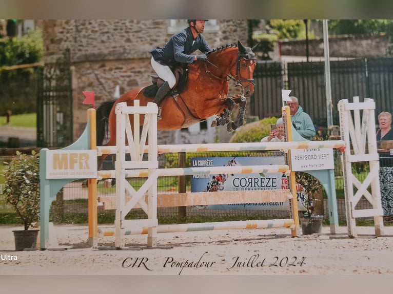 Selle Francais Wallach 7 Jahre 166 cm Brauner in cognac