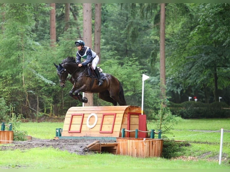 Selle Francais Wallach 7 Jahre 167 cm Brauner in Wierden