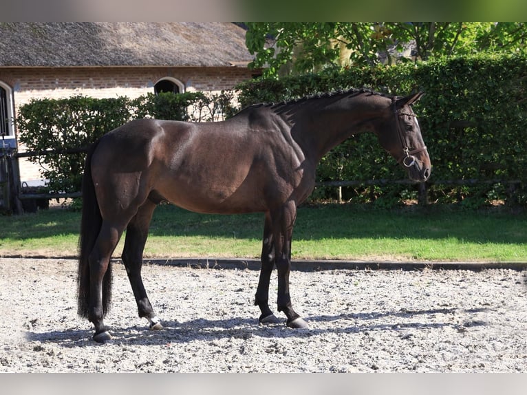 Selle Francais Wallach 7 Jahre 167 cm Brauner in Wierden