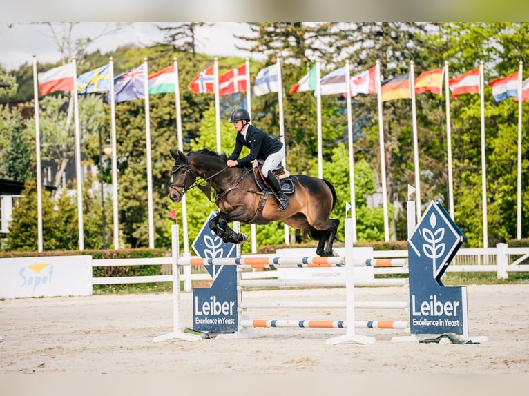 Selle Francais Wallach 7 Jahre 167 cm Brauner in Wierden