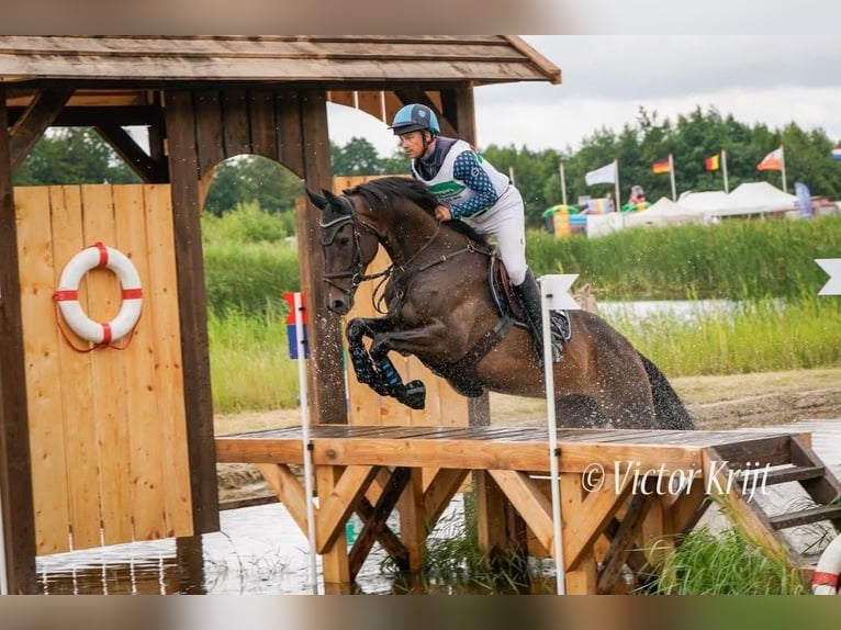 Selle Francais Wallach 7 Jahre 167 cm Brauner in Wierden