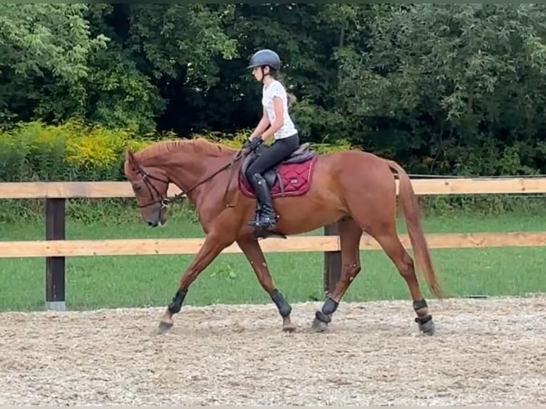 Selle Francais Mix Wallach 7 Jahre 167 cm Dunkelfuchs in Itesti