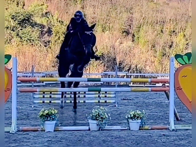 Selle Francais Wallach 7 Jahre 169 cm Brauner in Torre Garofoli