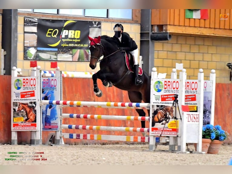 Selle Francais Wallach 7 Jahre 169 cm Brauner in Torre Garofoli
