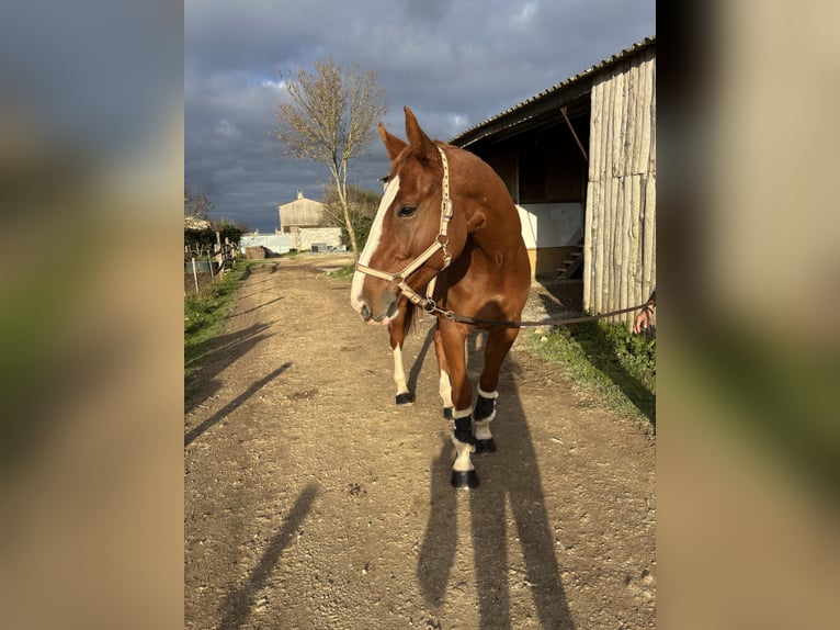 Selle Francais Wallach 7 Jahre 169 cm Fuchs in La Rochelle
