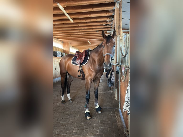 Selle Francais Wallach 7 Jahre 170 cm Brauner in Colmar