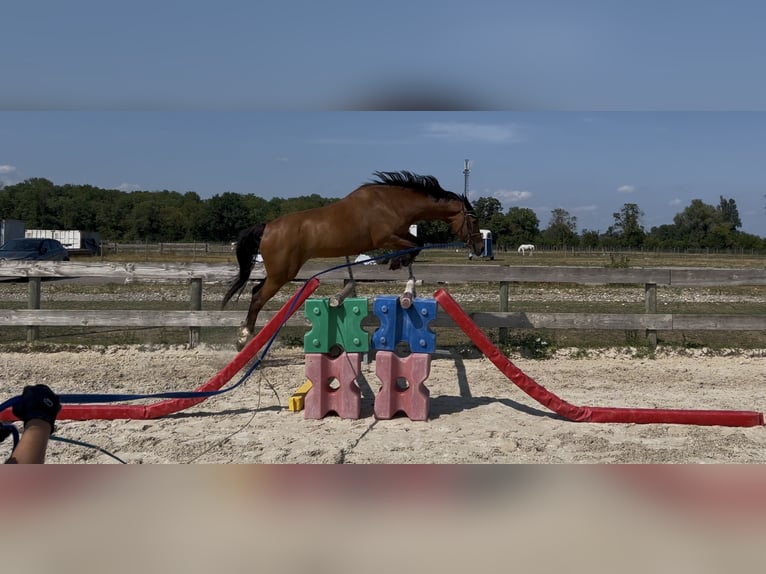 Selle Francais Wallach 7 Jahre 170 cm Brauner in Colmar