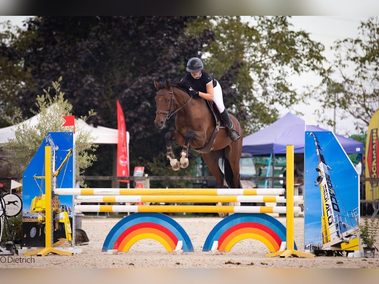 Selle Francais Wallach 7 Jahre 170 cm Brauner in Colmar