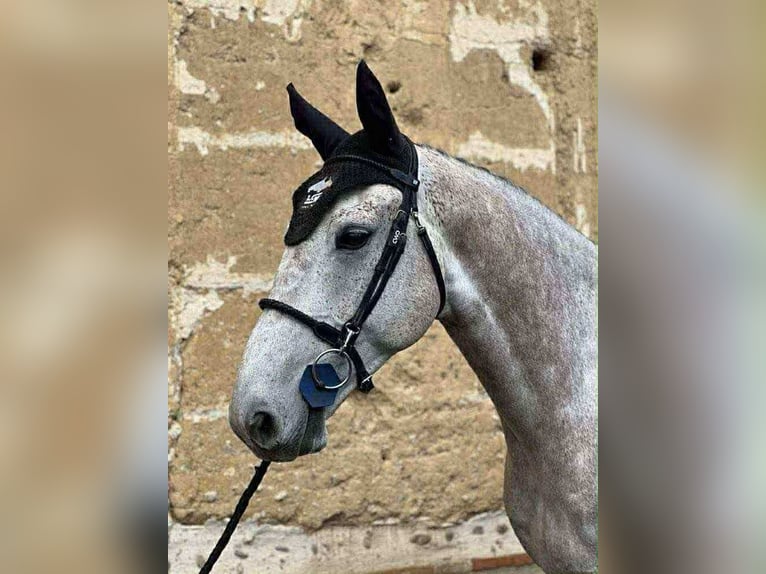Selle Francais Wallach 7 Jahre 173 cm Fliegenschimmel in &#xC9;cully