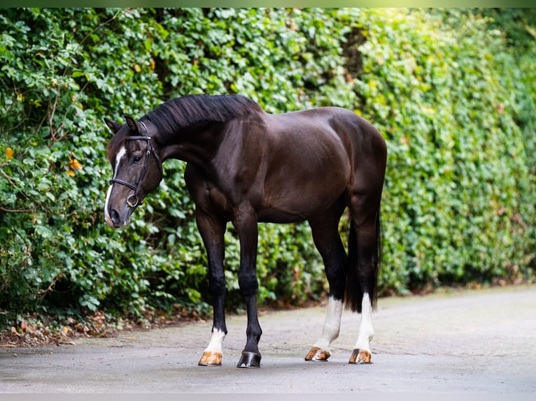 Selle Francais Wallach 7 Jahre 178 cm Dunkelbrauner in Laburgade