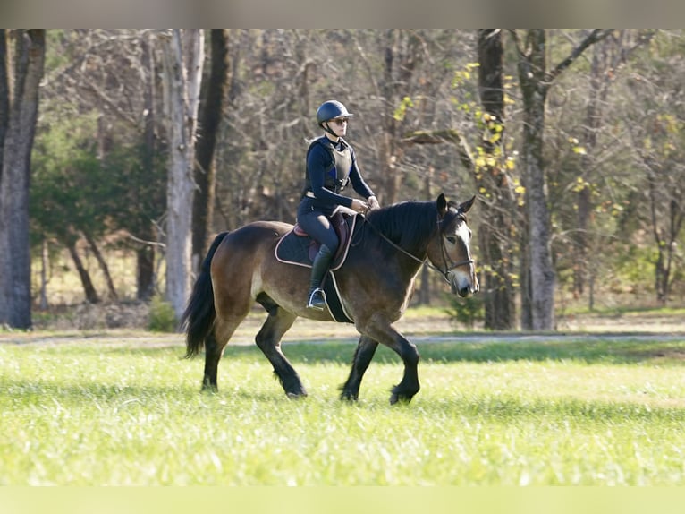 Selle Francais Mix Wallach 7 Jahre Buckskin in Clover