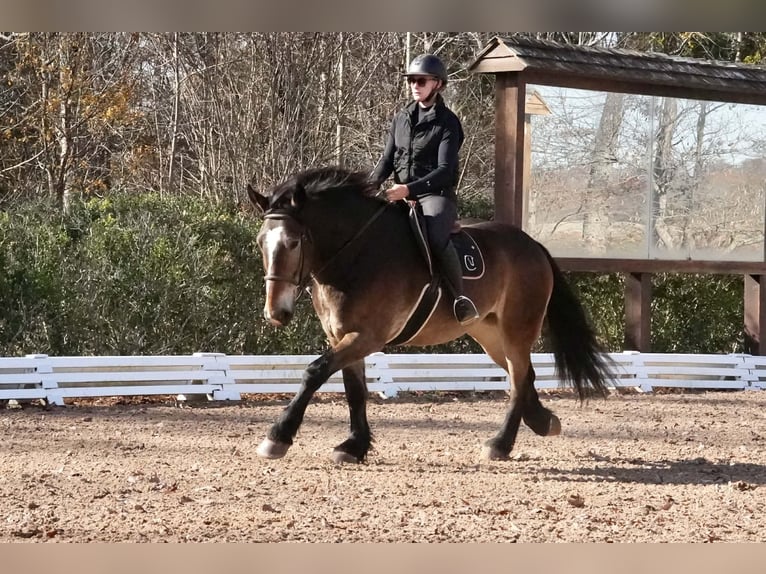 Selle Francais Mix Wallach 7 Jahre Buckskin in Clover