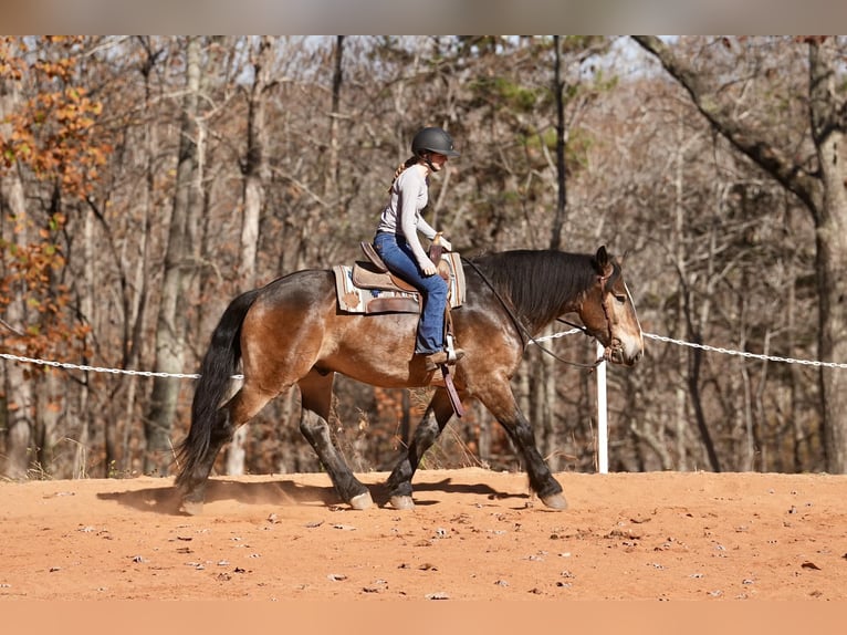 Selle Francais Mix Wallach 7 Jahre Buckskin in Clover