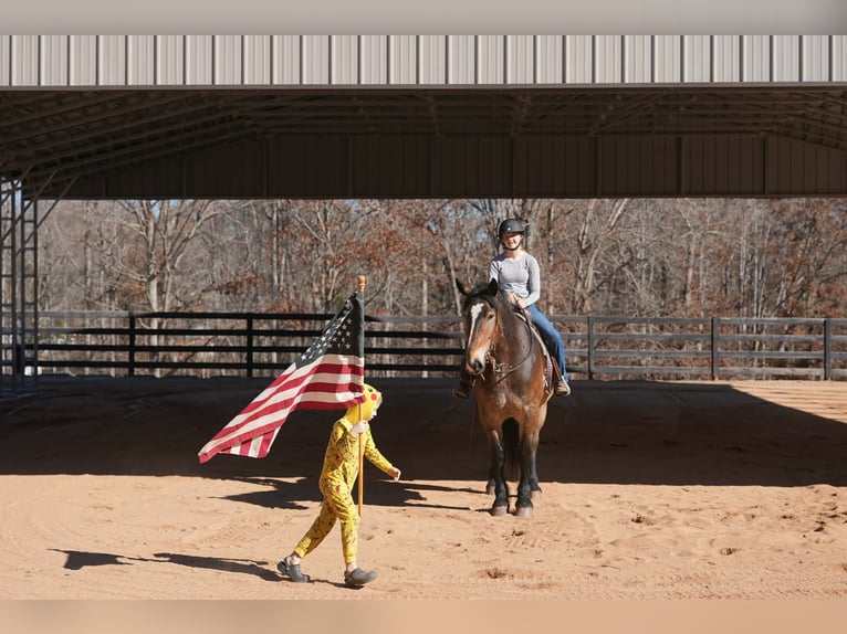 Selle Francais Mix Wallach 7 Jahre Buckskin in Clover