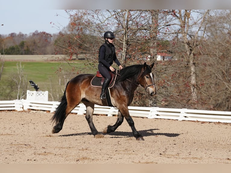 Selle Francais Mix Wallach 7 Jahre Buckskin in Clover