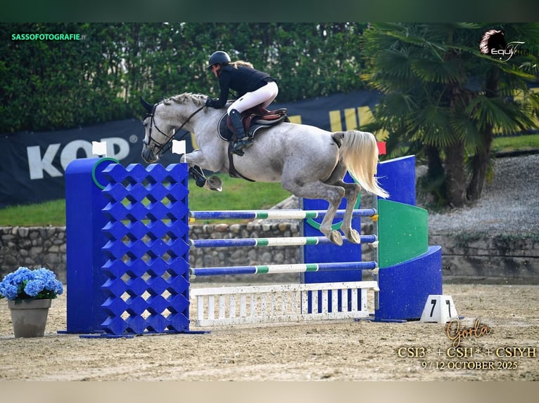 Selle Francais Wallach 7 Jahre White in Montpellier