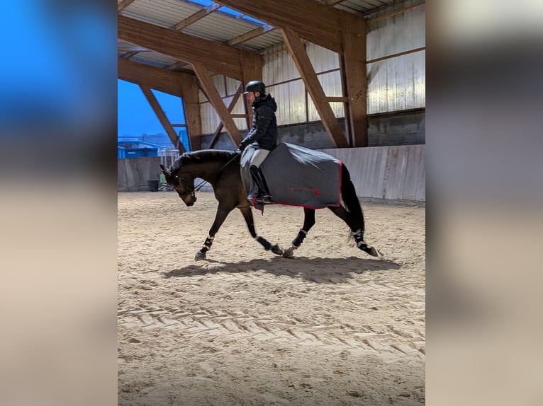 Selle Francais Wallach 8 Jahre 163 cm Dunkelbrauner in Courtenay